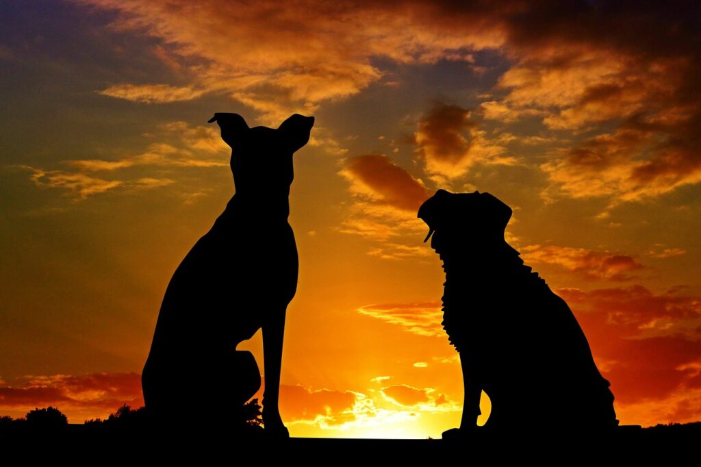 Dogs Sunset